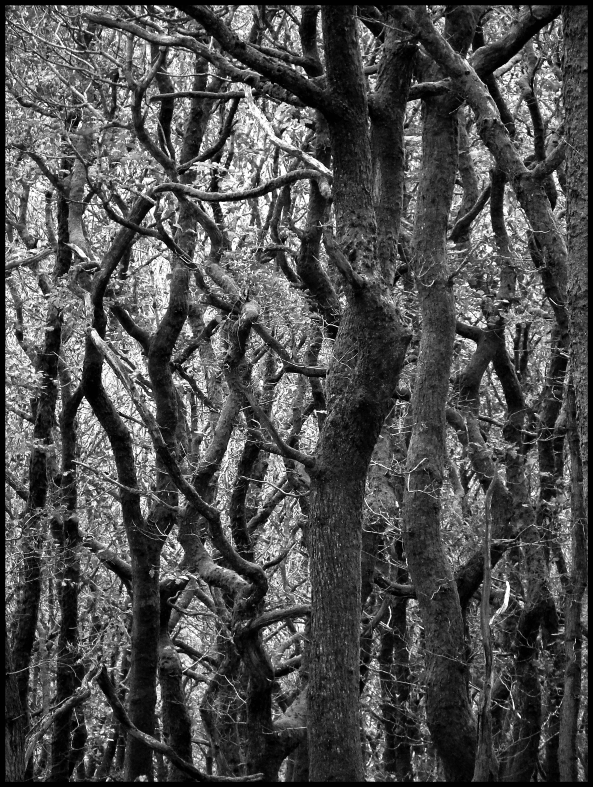 TANGLETREES (LLANDERW) Bill Bagley Photography